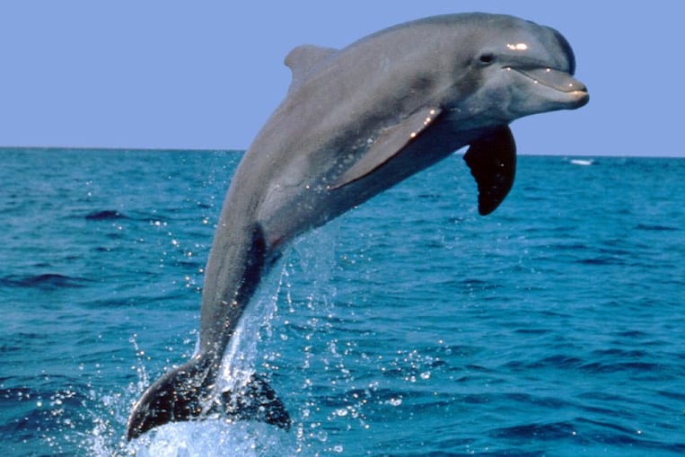 El Delfín