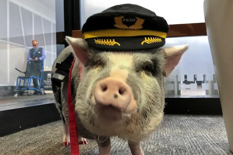 El aeropuerto de San Francisco tiene un cerdo para ayudar a los pasajeros estresados