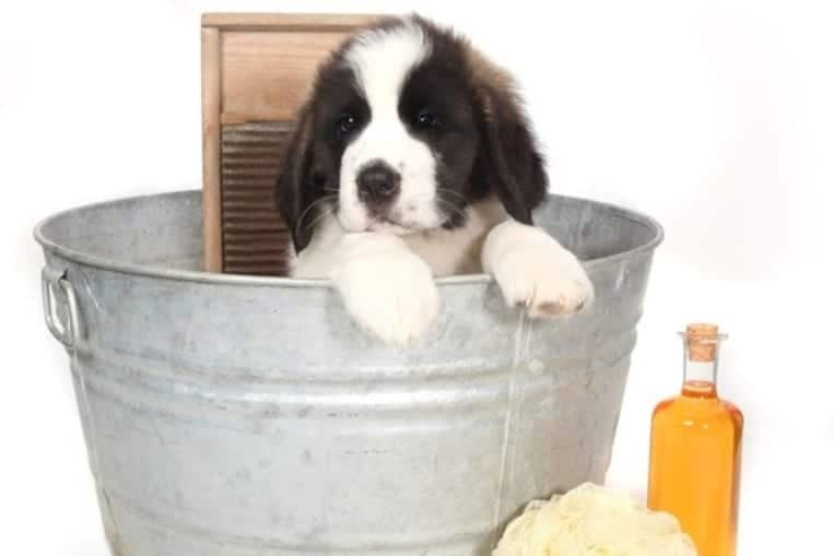 ¿Se puede lavar al perro con detergente líquido?