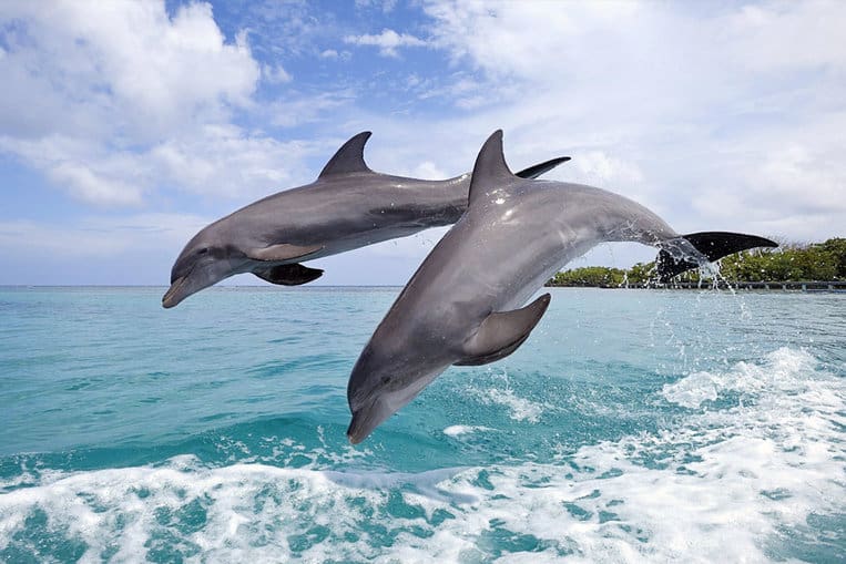 El delfín mular, el esteta de los mares