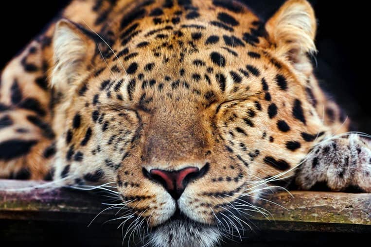 El leopardo del amor