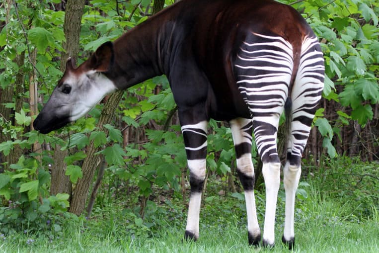 El Okapi
