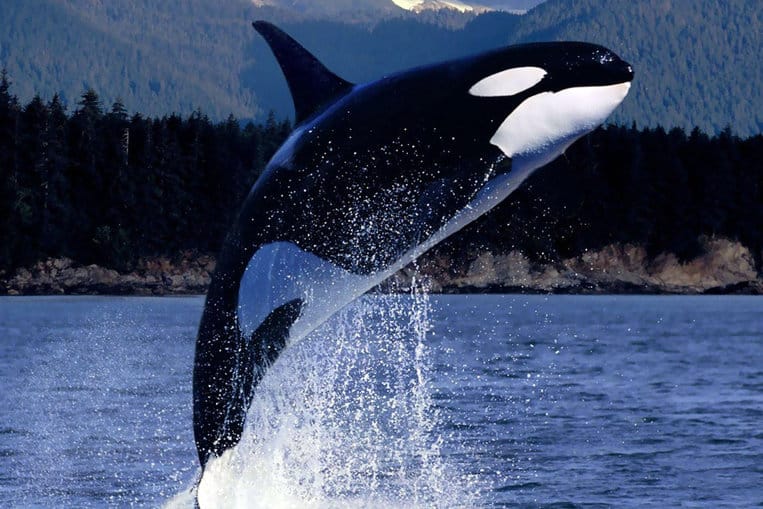 La orca, el ogro marino que asusta a todos