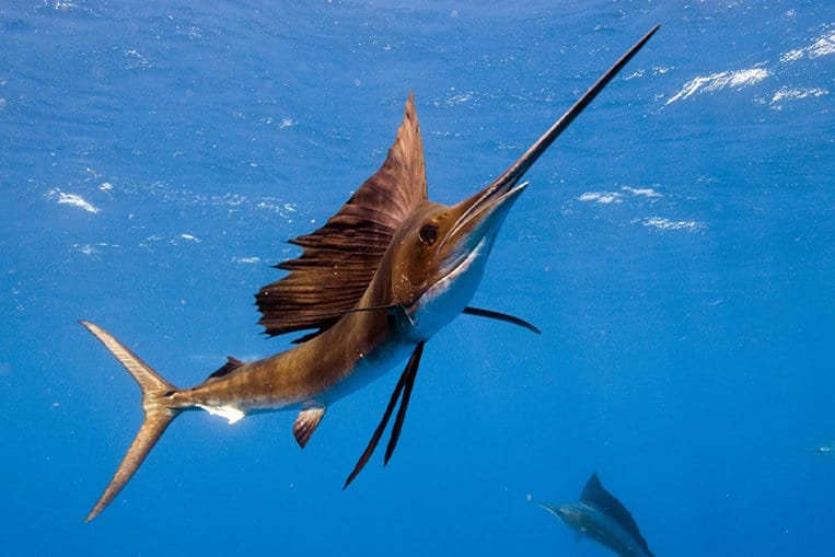 El pez vela del Indopacífico, rey de la velocidad en el mar