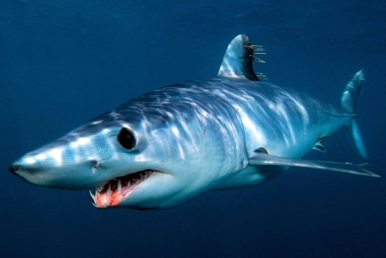 El tiburón Mako, extraordinario nadador