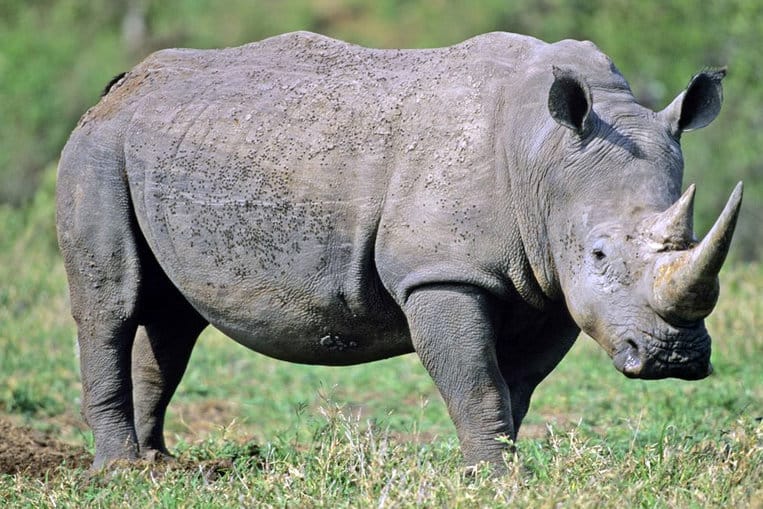 El rinoceronte de Java