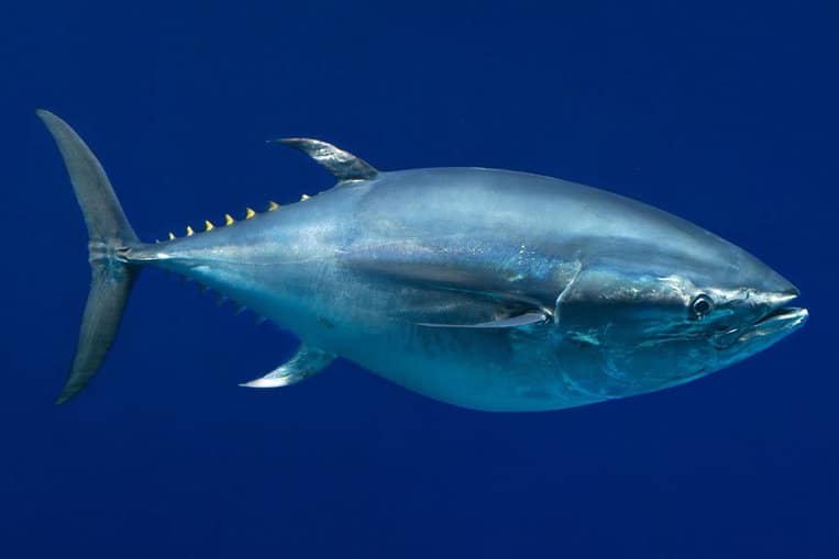 El atún rojo, el grial del pescador deportivo